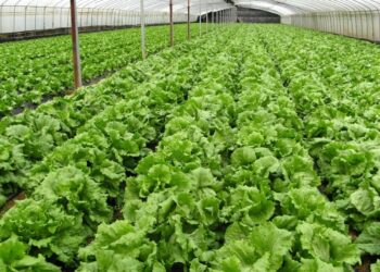 Zim targets increase in horticulture production