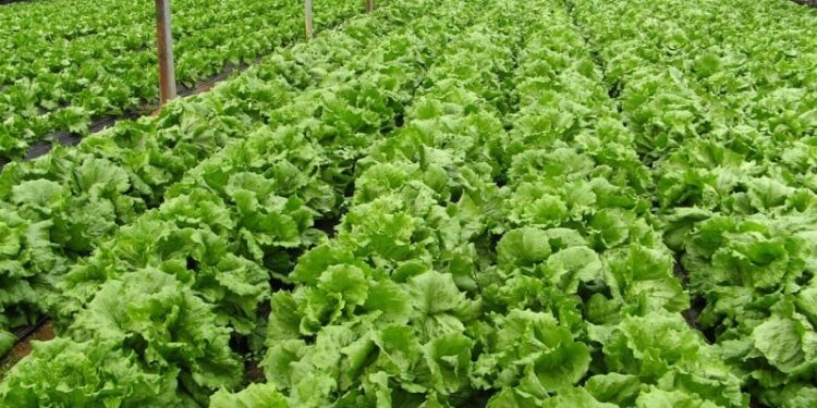 Zim targets increase in horticulture production