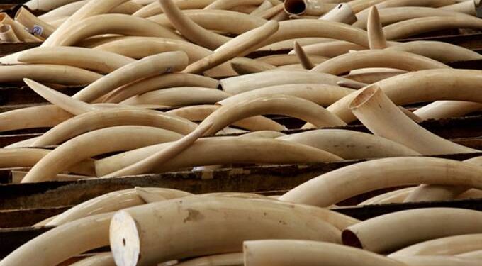 No deal again from CITES for elephant range States