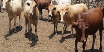 Rains bring relief to Mat South livestock farmers