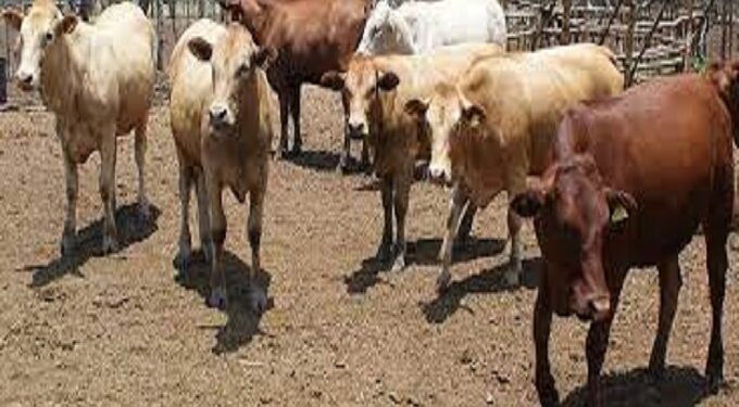 Rains bring relief to Mat South livestock farmers