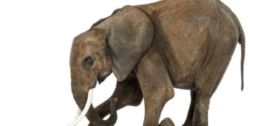 The mice can influence the battle of the elephants