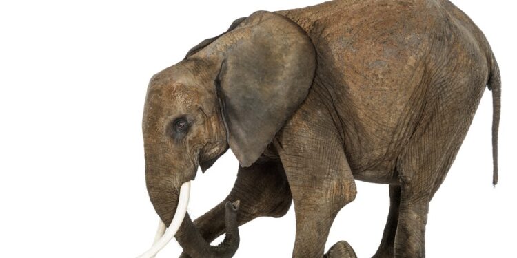 The mice can influence the battle of the elephants