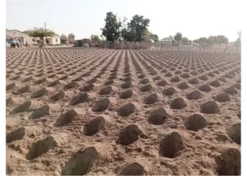 Start planting in three weeks: Government