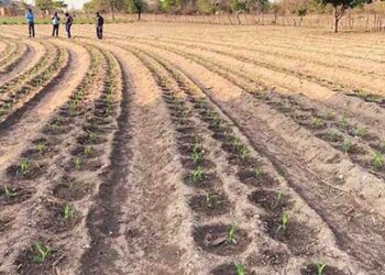 Farmers urged to speed up planting of summer crops