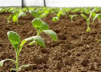 Farmers plant 2 107ha dry land tobacco
