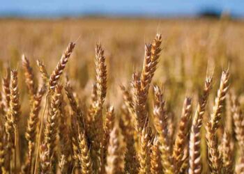 Good times beckon for farmers, as wheat trades on the ZMX