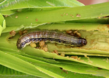 African armyworm destroys over 15ha of maize in Mbire