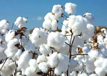 Pfumvudza targets 370 000ha of cotton