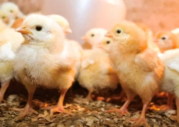 Presidential Rural Poultry Scheme: 368 000 chicks distributed
