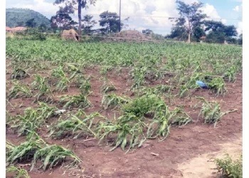 Violent storm ravages Bindura