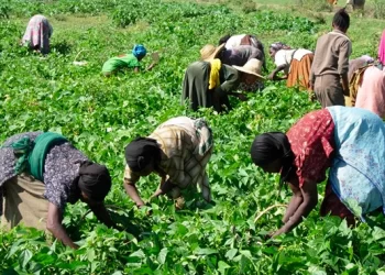 Farmers urged to plant short season varieties