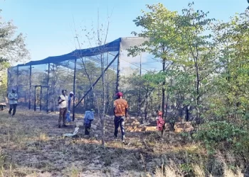 Forestry Commission intervenes to save mopane worms