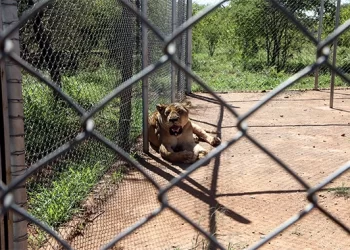 Lion released 10KM from Bulawayo!.. Game Sanctuary gets new furry resident