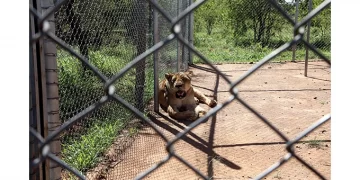 Lion released 10KM from Bulawayo!.. Game Sanctuary gets new furry resident