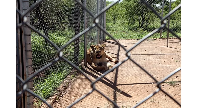 Lion released 10KM from Bulawayo!.. Game Sanctuary gets new furry resident