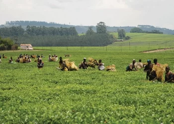 Tanganda completes 4,4MW solar system