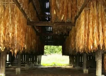 Tobacco industry frets over worsening power cuts