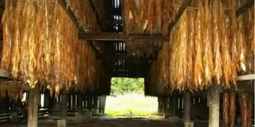 Tobacco industry frets over worsening power cuts