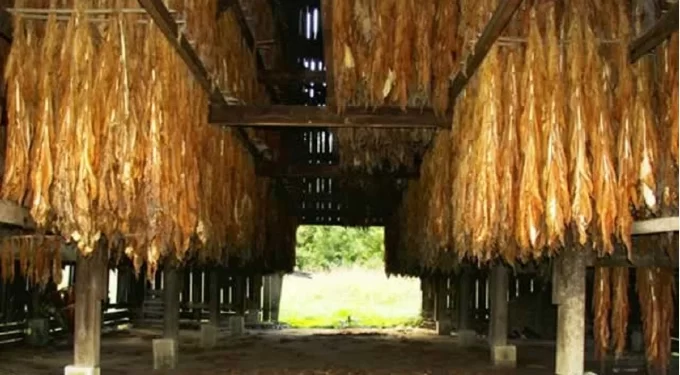 Tobacco industry frets over worsening power cuts