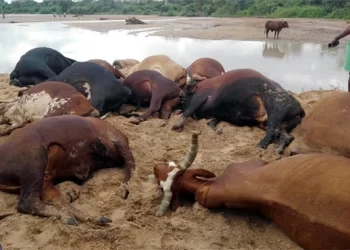 Tsholotsho farmer loses 14 cattle to poisonous plant