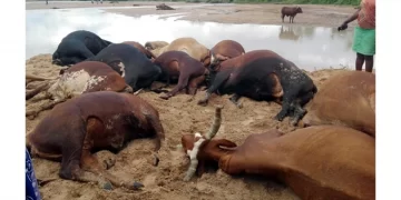 Tsholotsho farmer loses 14 cattle to poisonous plant