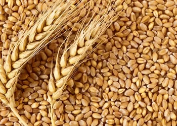 Farmers meet 2023 national wheat demand