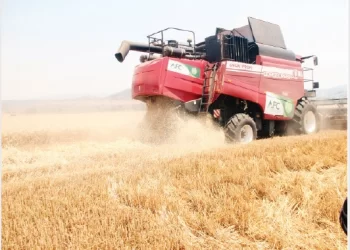 Wheat harvesting tails off, 326 166 tonnes reaped