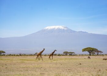 Tanzania to set up Kiswahili poster on top of Mount Kilimanjaro