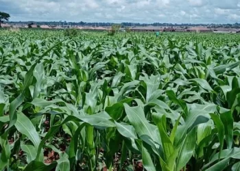 Farmers double maize area . . . as planting accelerates