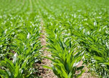 Accelerate planting, farmers urged