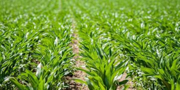 Accelerate planting, farmers urged