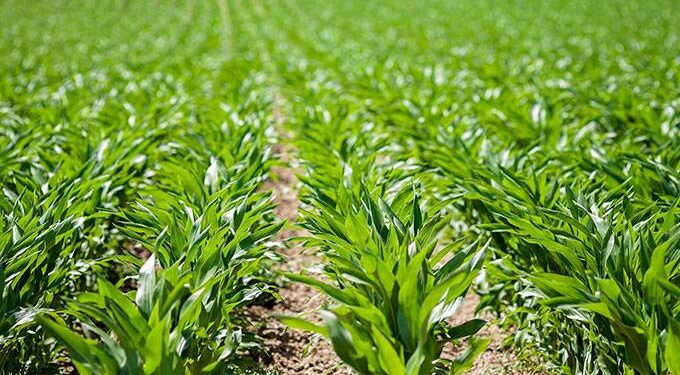 Accelerate planting, farmers urged