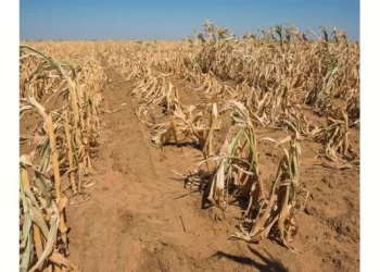 Govt pursues insurance for small farmers
