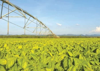 Harvesting of irrigated tobacco starts