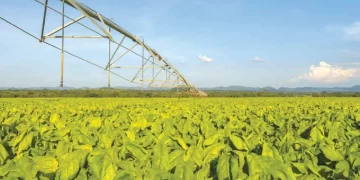 Harvesting of irrigated tobacco starts