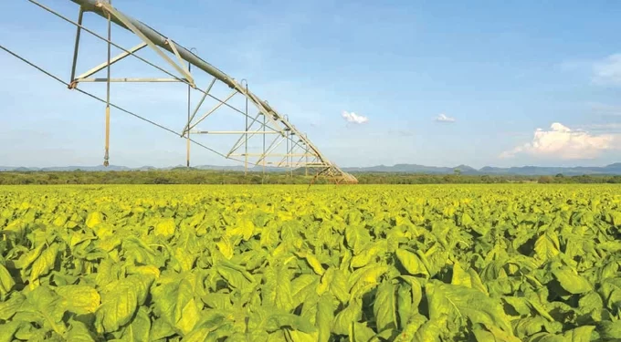 Harvesting of irrigated tobacco starts