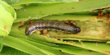 Reprieve for Mbire farmers, as African armyworm outbreak contained