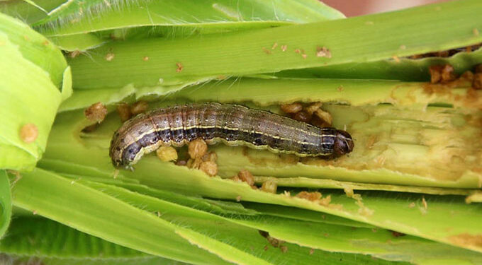 Reprieve for Mbire farmers, as African armyworm outbreak contained