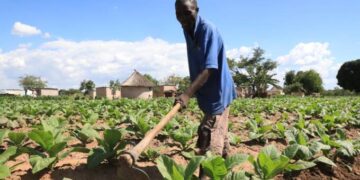 Govt delivers 600 000 jobs