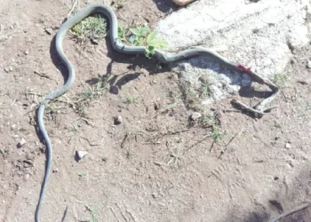 Black Mamba kills learner at Rushinga High School