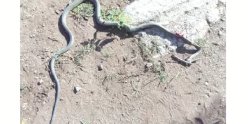 Black Mamba kills learner at Rushinga High School