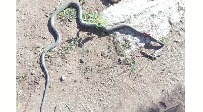 Black Mamba kills learner at Rushinga High School