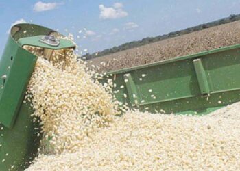 Another bumper harvest beckons