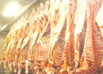 Beef exports to resume in first quarter