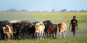 Five men nabbed for stealing 35 cattle