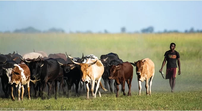 Five men nabbed for stealing 35 cattle