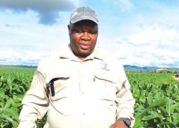 Zim will be a net wheat exporter by 2025