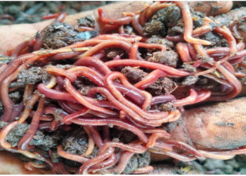 Earthworm cultivation gaining momentum