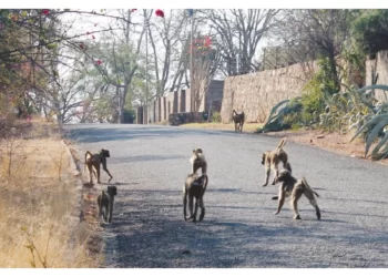 Human-wildlife conflict takes toll on communities